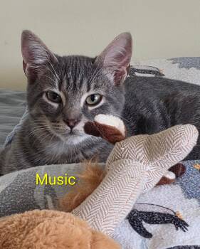 Music -  Domestic Short Hair Cat for Adoption in Pawleys Island, South Carolina - Music | PetCurious