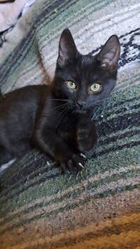 Rescue Domestic Short Hair Cats for Adoption in Lansing, Michigan - Toto (25-219 C) | PetCurious