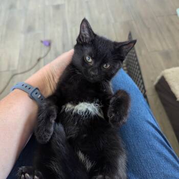 Domestic Short Hair Cats Available for Adoption in Newcastle, Oklahoma - Havoc | PetCurious