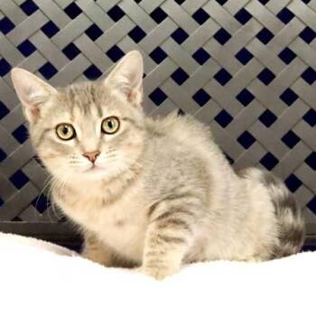 Hopper -  Domestic Short Hair Cat for Adoption in Fort Davis, Texas - Hopper | PetCurious