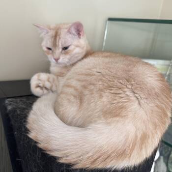 Honeydew -  British Shorthair and Burmilla Cat for Adoption in Brampton, Ontario - Honeydew | PetCurious