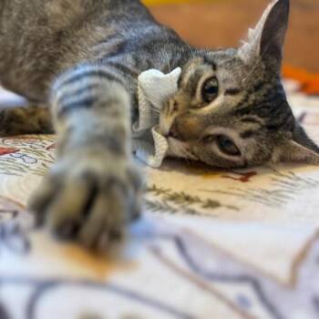 Tabby and Domestic Short Hair Cats Available for Adoption in Friendswood, Texas - Velvet Wonka | PetCurious
