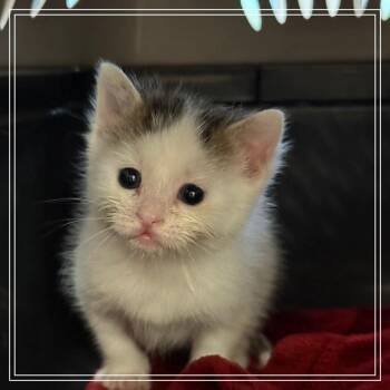 Odysseus -  Domestic Short Hair Cat for Adoption in Houston, Texas - Odysseus | PetCurious