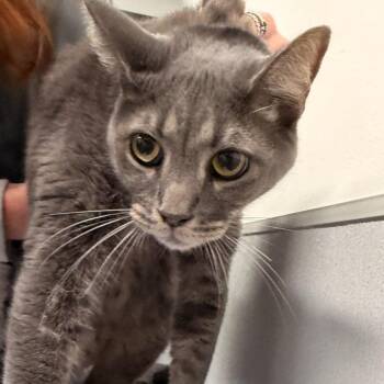 Carbon -  Domestic Short Hair Cat for Adoption in Tampa, Florida - Carbon | PetCurious
