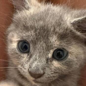 Catalina -  Domestic Short Hair Cat for Adoption in NEW PT RICHEY, Florida - Catalina | PetCurious