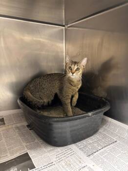 Hazel -  Domestic Short Hair Cat for Adoption in Findlay, Ohio - Hazel | PetCurious