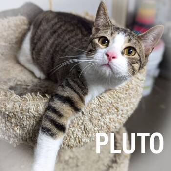 PLUTO -  Domestic Short Hair and Tabby Cat for Adoption in Griffith, Indiana - PLUTO | PetCurious