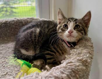 Captain -  Domestic Short Hair Cat for Adoption in Ashland, Ohio - Captain | PetCurious