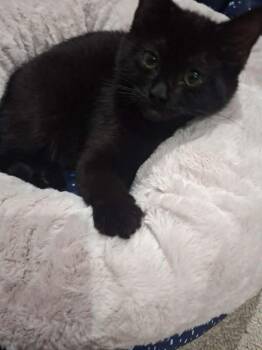 Zoe -  Domestic Short Hair Cat for Adoption in Mississauga, Ontario - Zoe | PetCurious