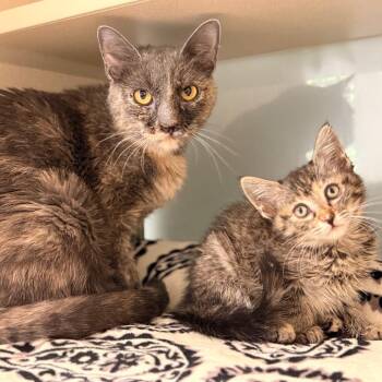 Coralie -  Domestic Short Hair Cat for Adoption in Cumming, Georgia - Coralie | PetCurious