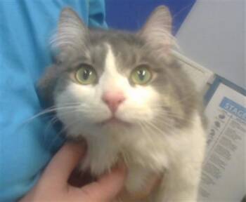 Domestic Long Hair and Domestic Short Hair Cats Available for Adoption - CHEETO | PetCurious