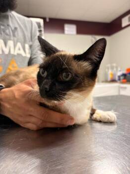 Siamese Cats Available for Adoption in Fall River, Massachusetts - Azita | PetCurious