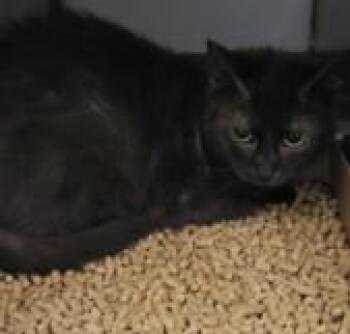 Domestic Short Hair Cats Available for Adoption in Westminster, Maryland - SCARLET | PetCurious