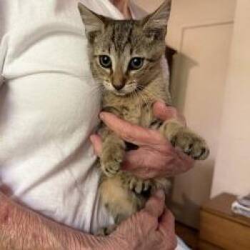 July -  Domestic Short Hair Cat for Adoption in West Palm Beach, Florida - July | PetCurious