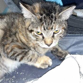 Nya -  Domestic Short Hair Cat for Adoption in Spokane, Washington - Nya | PetCurious