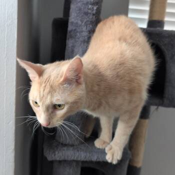Domestic Short Hair Cats Available for Adoption in West Palm Beach, Florida - Sunny | PetCurious