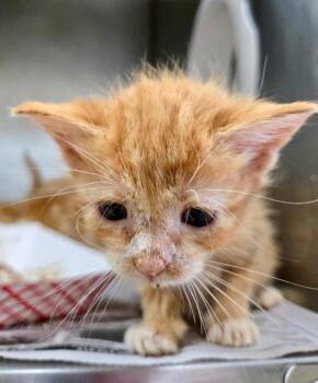 Galvanic -  Domestic Short Hair Cat for Adoption in Cincinnati, Ohio - Galvanic | PetCurious