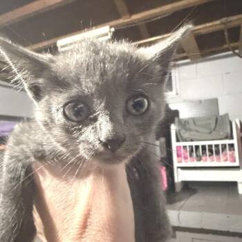 Simon -  Russian Blue Cat for Adoption in Albert Lea, Minnesota - Simon | PetCurious