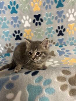 Domestic Short Hair Cats Available for Adoption in Wabash, Indiana - Private | PetCurious
