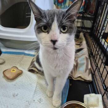 Rescue Domestic Short Hair Cats for Adoption in Howard, Pennsylvania - Gemma | PetCurious