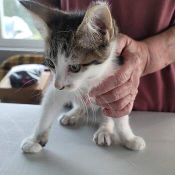 Fernando -  Domestic Medium Hair Cat for Adoption in Mondovi, Wisconsin - Fernando | PetCurious