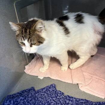Pappy -  Domestic Medium Hair Cat for Adoption in Oberlin, Ohio - Pappy | PetCurious