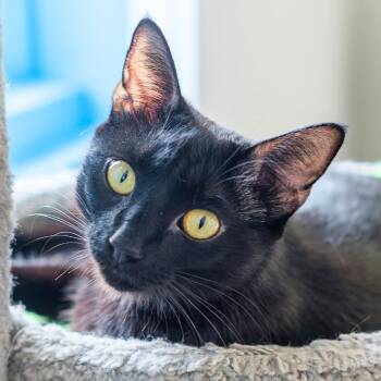 Bellatrix -  Domestic Short Hair Cat for Adoption in Port Washington, New York - Bellatrix | PetCurious