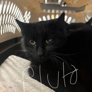 Domestic Short Hair Cats Available for Adoption - Pluto | PetCurious