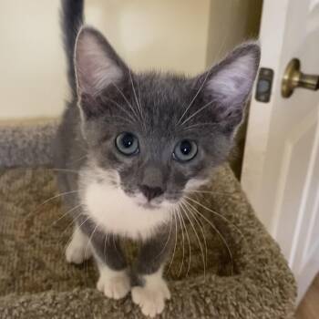 Domestic Short Hair Cats Available for Adoption in Hopkinton, Massachusetts - Ajax | PetCurious