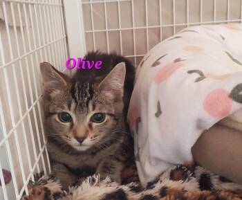 Olive -  Domestic Short Hair Cat for Adoption in Diamond Springs, California - Olive | PetCurious