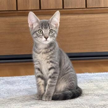 RAZZMATAZZ -  Domestic Short Hair Cat for Adoption in Auburn, California - RAZZMATAZZ | PetCurious