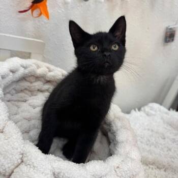 Benson the Dog Loving Kitty -  Bombay and Domestic Short Hair Cat for Adoption in Friendswood, Texas - Benson The Dog Loving Kitty | PetCurious