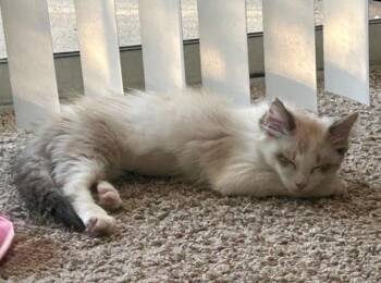 Hello Kitty -  Siamese Cat for Adoption in Austin, Texas - Hello Kitty | PetCurious