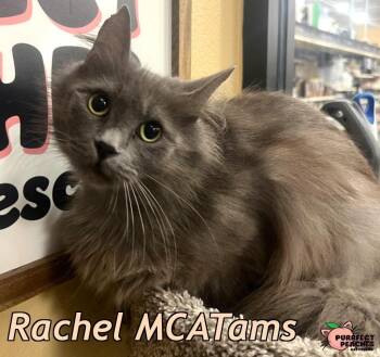 Rachel MCATams -  Maine Coon and Domestic Long Hair Cat for Adoption in Douglasville, Georgia - Rachel MCATams | PetCurious