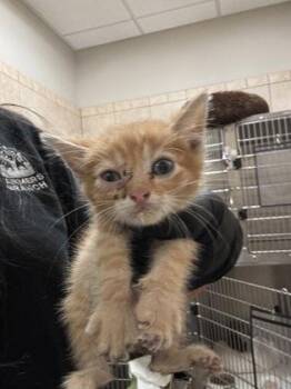 Goose -  Domestic Short Hair Cat for Adoption in Farmers Branch, Texas - Goose | PetCurious