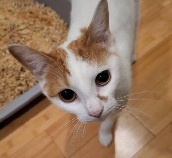 Mercy 8 months AVA 10/8 -  Domestic Short Hair Cat for Adoption in Sterling, Massachusetts - Mercy 8 Months AVA 10/8 | PetCurious