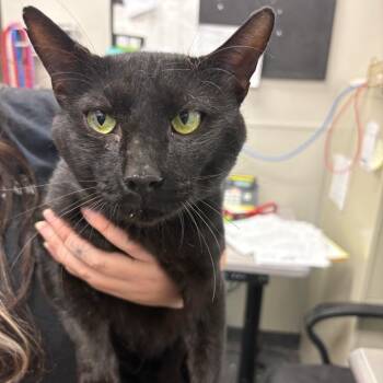 Jet -  Domestic Short Hair Cat for Adoption in Columbiana, Alabama - Jet | PetCurious