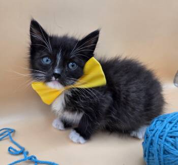 Domestic Medium Hair and Tuxedo Cats Available for Adoption in Mobile, Alabama - Petri | PetCurious