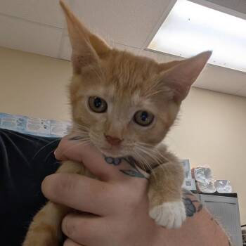 Bacon Deluxe -  Domestic Short Hair Cat for Adoption in Titusville, Florida - Bacon Deluxe | PetCurious