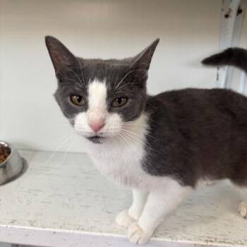 Domestic Short Hair Cats Available for Adoption in Ashland, Ohio - Ashley | PetCurious