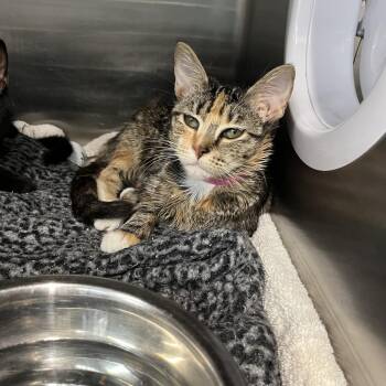 Penny Lane -  Domestic Short Hair Cat for Adoption in Lakeland, Florida - Penny Lane | PetCurious
