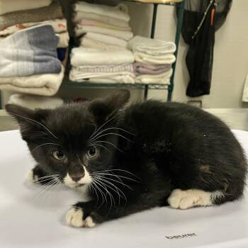 Domestic Medium Hair Cats Available for Adoption in Las Cruces, New Mexico - 107109 | PetCurious