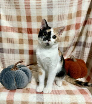 Rescue Calico Cats for Adoption in Ball Ground, Georgia - Junie | PetCurious