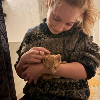 Pickles -  Domestic Short Hair Cat for Adoption in Hopkinton, Massachusetts - Pickles | PetCurious