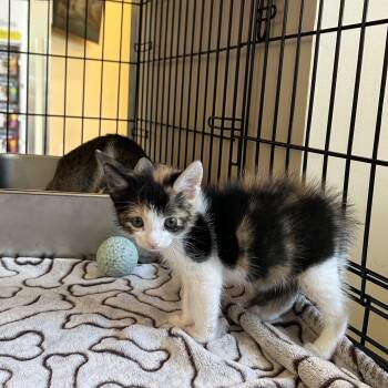 Rescue Domestic Short Hair Cats for Adoption - Mica | PetCurious
