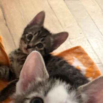 Raisin Bran -  Domestic Short Hair Cat for Adoption in Long Beach, California - Raisin Bran | PetCurious
