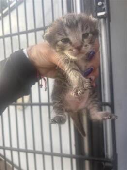 A658133 -  Domestic Short Hair Cat for Adoption in Houston, Texas - A658133 | PetCurious
