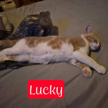 Lucky -  Domestic Short Hair Cat for Adoption in Wheeling, Illinois - Lucky | PetCurious