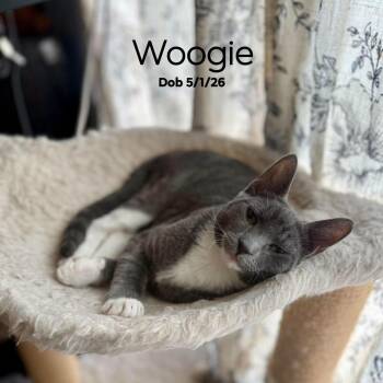 Woogie - CH -  Bombay Cat for Adoption in Clayton, California - Woogie - CH | PetCurious