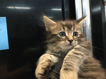 A1919364 -  Domestic Short Hair Cat for Adoption in Thousand Palms, California - A1919364 | PetCurious